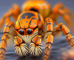 Giant Water Spider